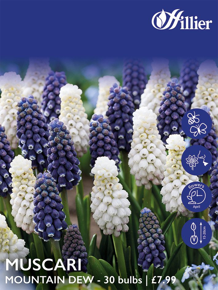 8718641999783 1 Muscari Mountain Dew Collection Bulbs.jpg